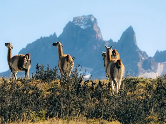 Guanacos walking through brush with rugged mountain peaks in the distance